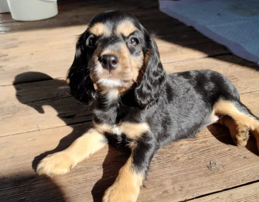 Фото к Щенки спаниелей 2 мальчика 2 девочки 150...