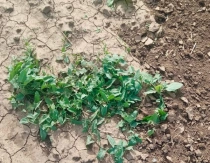 Постер к новости: Борьба с карантинными вредителями: работа Россельх...