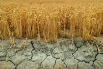 Постер к новости: Мораторий на банкротство и отсрочка кредитов: новы...