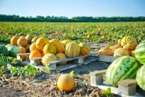 Постер к новости: Арбузы и дыни: как не ошибиться при выборе и избеж...